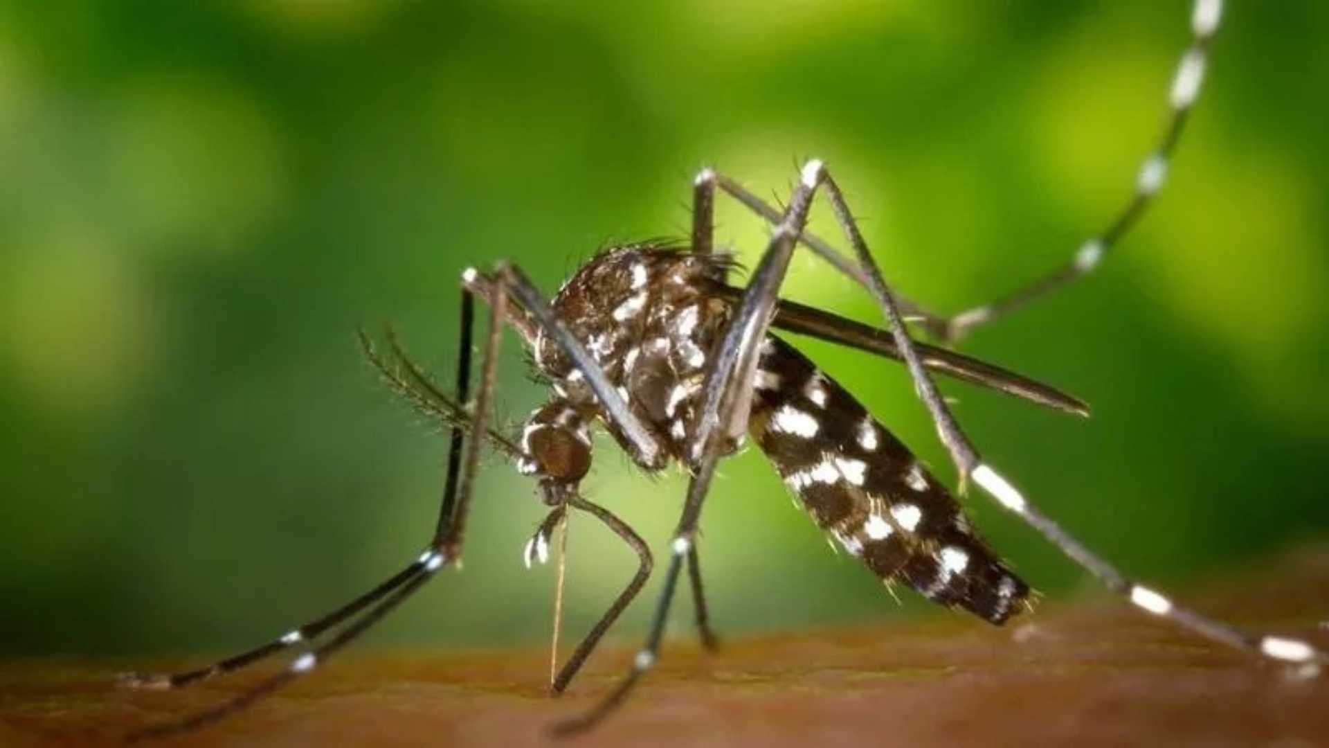 “La Dengue non è più un rischio episodico”: l'allarme di Isi Foundation Torino